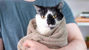 Otherwise, the cat will try to escape. How To Burrito A Cat