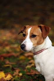 Jack Russell Terrier Mix Black And Brown Jack Russell Terrier Portrait Of A Cute Little Jack Russell Terrier In Close Up Aff Terrier Russell Jack Russell Terrier Jack Russell Russell Terrier
