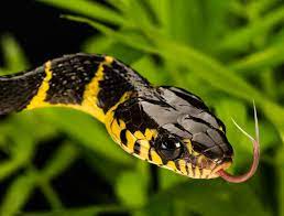 Mangrove Snake By Henrik Vind 500px Snake Beautiful Snakes Cute Reptiles