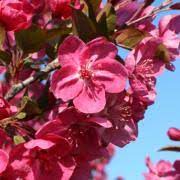 Maybe you would like to learn more about one of these? Flowering Ornamental Trees Louisiana Nursery