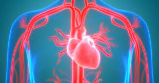What Are The Parts Of The Cardiovascular System Pulse Interventional Cardiology