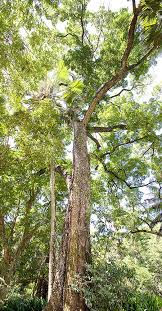 Image result for Swietenia