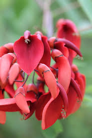 Image result for Erythrina crista-galli