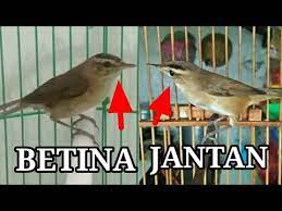 Cara Membedakan Kerak Basi Jantan Dan Betina Youtube