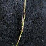 Image result for Tripogon