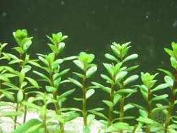 Image result for Rotala submersa