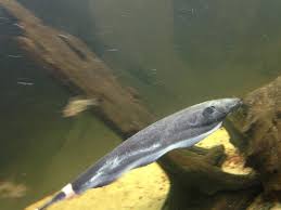 Check spelling or type a new query. Caring For A Black Ghost Knife Fish My Aquarium Club