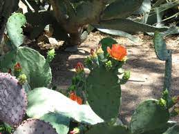 Good day i am having a hard time deciding which one i have. Spring In The Arizona Desert Cacti In Bloom Owlcation