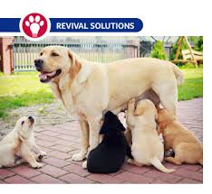 Between the ages of 7 weeks and 4 months, socialize your puppy by slowly. Managing Females A Dog S First Litter