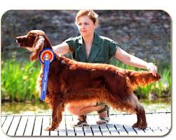 Image result for irský setr