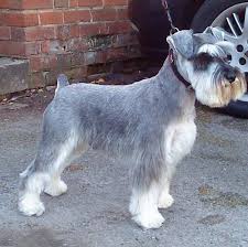 Schnauzer Dogs Haircuts Contemporary Decoration On Haircut