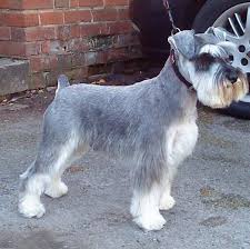 schnauzer dogs haircuts contemporary decoration on haircut