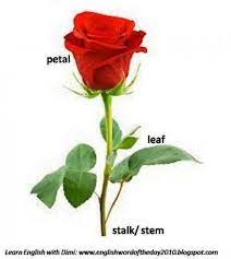 How You Can Attend Different Parts Of Rose Plant With Minimal Budget Different Parts Of Rose Plant Https Ift Tt 2s9uz7m