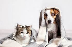 Bu Bitkiler Kedi Ve Kopekler Icin Olumcul Duzeyde Zehirli Evcil Hayvanlar Kedi Kopek Kedi