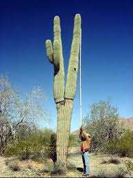They may begin flowering at around 35 years of age. Ironwood Forest