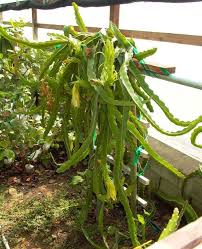 Manage And Prune Dragon Fruit Improve Production Pitahaya Thanh Long How To Grow Dragon Fruit Dragon Fruit Varieties Little Gardens