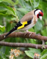 Pin Von Juan Aguilar Auf Aves Umwelt Natur Umweltschutz