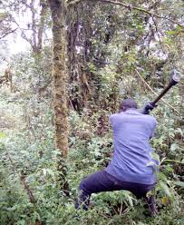 Image result for Bothriocline nyungwensis