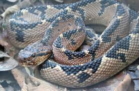 The Bushmaster Lachesis Acrochorda Is The Longest Viper In The World But Rarely Seen In Its Native Habitat A Likely Poisonous Snakes Snake Venom Bushmaster