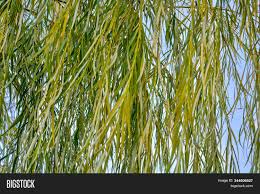 Edible parts of weeping willow: Weeping Willow Tree Image Photo Free Trial Bigstock