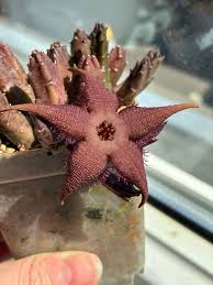 Image result for Tricalysia schliebenii