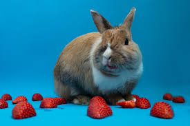 Rabbits often eat wild strawberries (fragaria virginiana) as part of their regular diet, so moving on to the cultivated version is a natural step. Can Rabbits Eat Strawberries We Re All About Pets