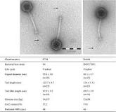 Image result for streptococcus where they also tried mitomycin treatment to induce phage inducible island