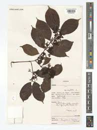 Image result for Campylostemon angolense