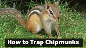 You should try using hot pepper or essential oils. How To Keep Chipmunks Away 5 Expert Ideas For 2021