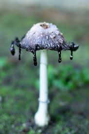 Image result for Coprinus comatus