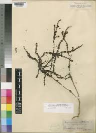 Image result for Anthospermum