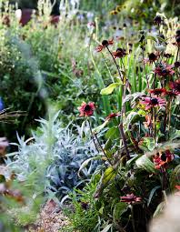 A Self Confessed Crazy Plant Lady S Suburban Garden Perennial Garden Plants Perennials