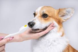 How much will your dog training cost? Getting A Professional Teeth Cleaning For Your Dog