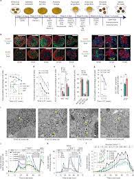 Functional, metabolic and transcriptional maturation of human pancreatic  islets derived from stem cells | Nature Biotechnology