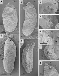 Image result for Isonema