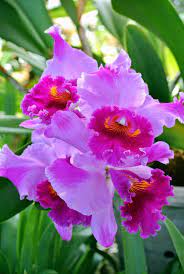 Pin By Irma Laura Romero On Orchid Fever Cattleya Orchid Orchids Flowers