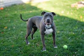 He gets red sores on his belly and his chin/nose area seem to bother him as well. 16 Pitbull Colors Coat Patterns With Pictures Hepper