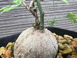 Image result for Adenia kirkii