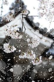 Gambar wallpaper bunga sakura bergerak expo wallpaper. Gambar Bunga Gugur Bergerak