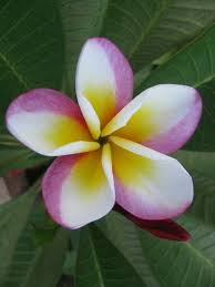 Pin By Brujita Art On Sketching Plumeria Flowers Botanical Flowers Amazing Flowers