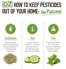 Twitter Katzenminze Minze Kakerlaken