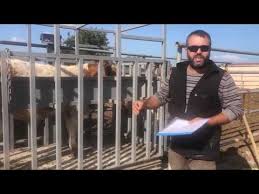 Hayvancilik Gundemi Besi Hayvani Yonca Yer Mi Youtube