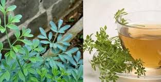Cha De Canela De Velho Beneficios E Maleficios Conheca 7 Beneficios Da Arruda Para Saude Dicas Gratis Remedio Para Candidiase Ervas Magicas Ervas