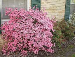 Pin By Andrea Roe On Garden Partial Shade Coral Bells Azaleas Rhododendron