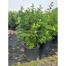 Image result for Murraya paniculata