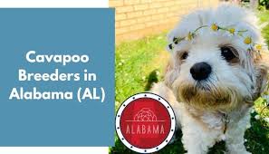 We did not find results for: 12 Cavapoo Breeders In Alabama Al Cavapoo Puppies For Sale Animalfate