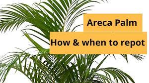 Indoor palm plants are excellent for bringing some of the tropics into your home. Areca Palm How And When To Repot Areca Palm Repotting Areca Palm Areca Palm Potting Soil Youtube