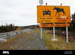 A road sign that says to beware of moose and slow down at night Stock Photo  - Alamy