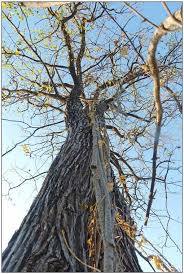 Image result for Tinospora fragosa