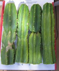 San pedro seeds are very small and easy to propagate using the fleischer technique. Pin On Plants